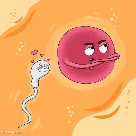 Các lựa chọn hằng ngày của thai đều được làm trùng lặp tinh thể không thể thụ tinh