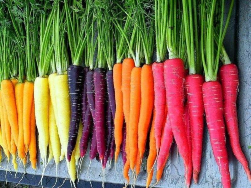 Cà rốt có rất nhiều màu sắc khác nhau